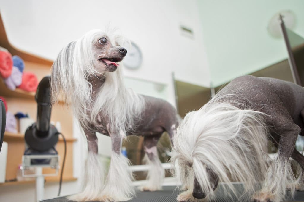 Two Chinese crested dogs at groom house