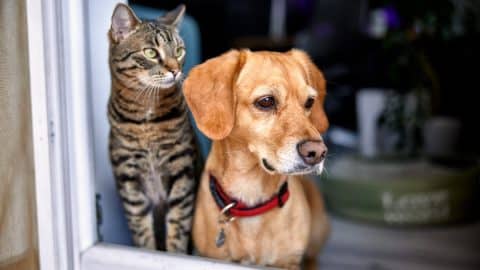 Dog and cat as best friends, looking out the window together