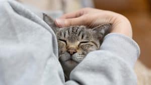 Owner hugging his cute cat