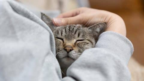 Owner hugging his cute cat
