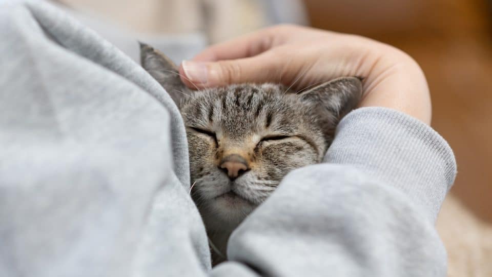 Owner hugging his cute cat