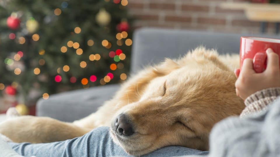 Dog with their pet parents on Christmas