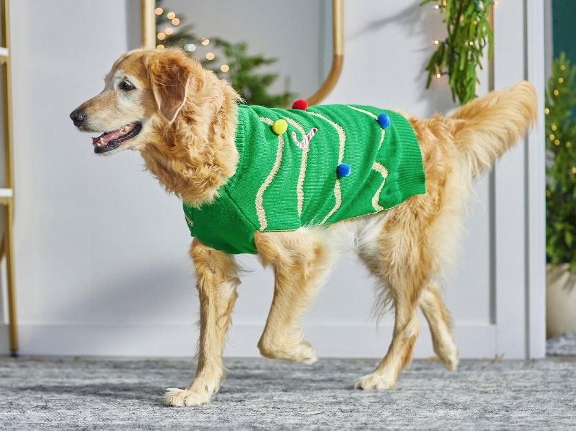 dog wearing Christmas tree sweater—green with colorful pom poms attached