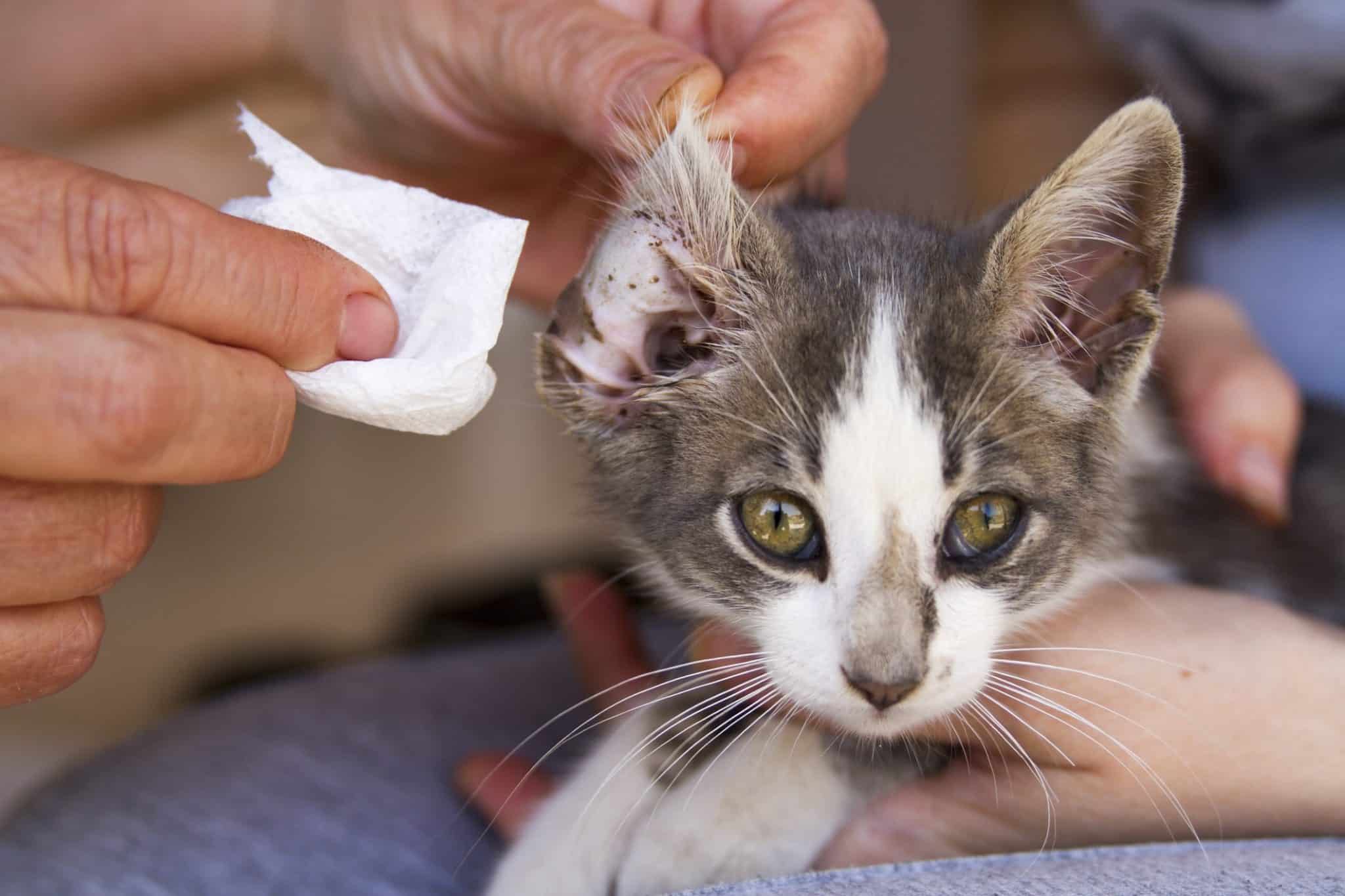 Ear Mites In Cats What Are The Signs & How To Treat Them