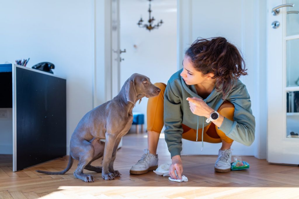Pet parent cleaning up dog pee 