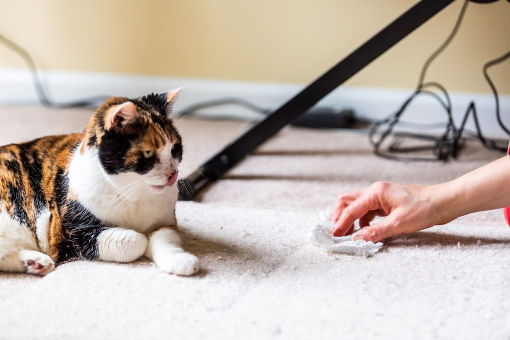 Female cat watching owner clean the floor after she sprayed