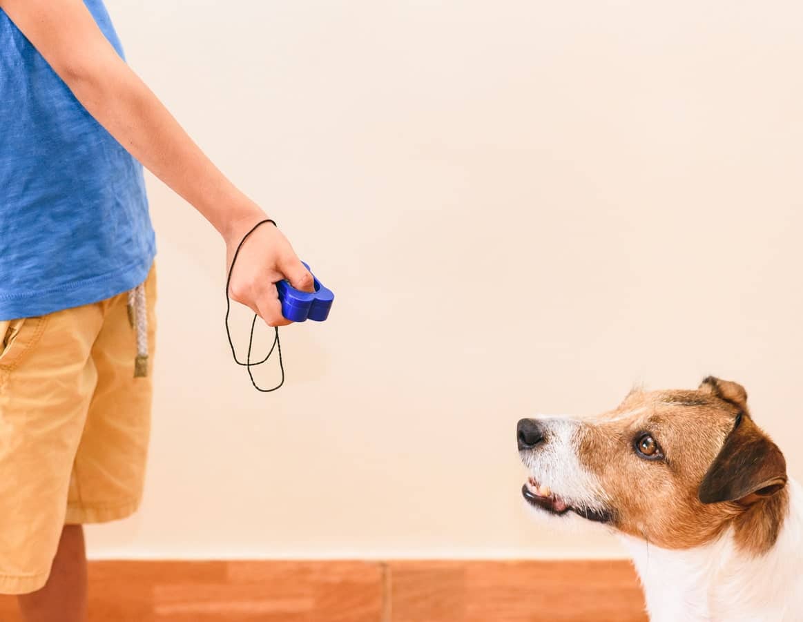 How to Use a Clicker For Dog Training
