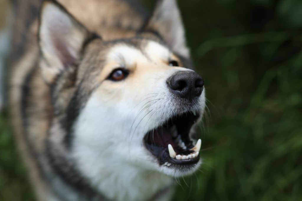 A close-up photo of a barking puppy