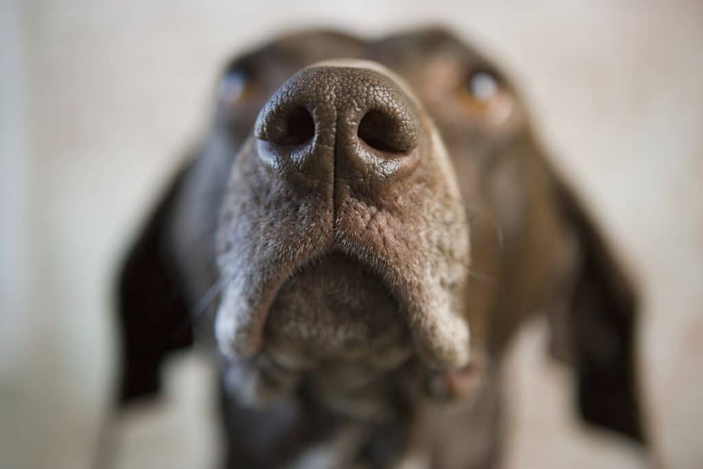 Nose of a pointer