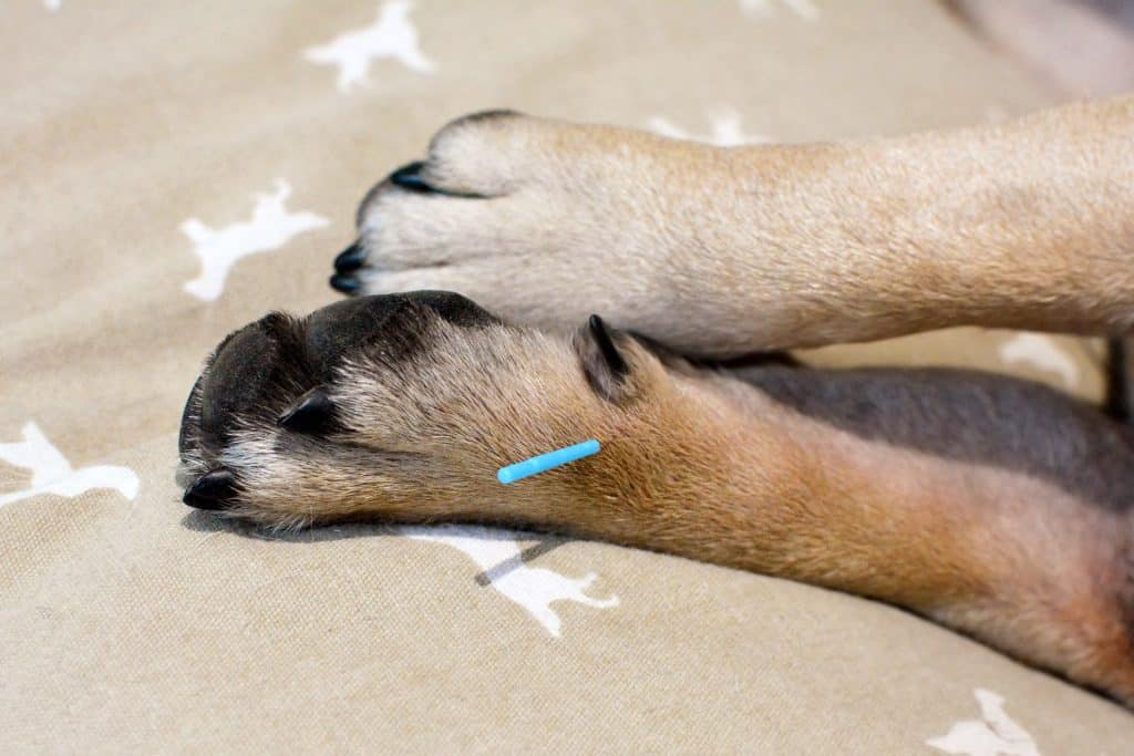 Primer plano de la pata de un perro con una aguja de acupuntura