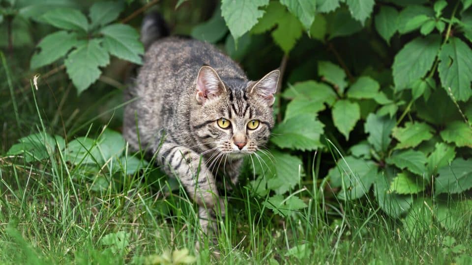 Coccidia In Cats Symptoms, Treatment, And Prevention