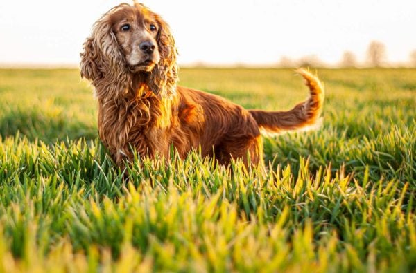 Golden Cocker Spaniel standing in field