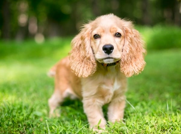A cute English Cocker Spaniel puppy standing outdoors in the grass