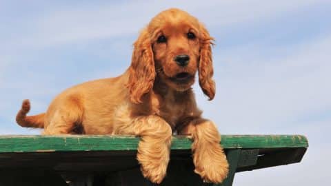 portrait of a purebred cocker spaniel puppy under a blue sky