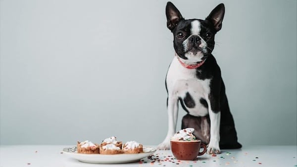 Dog looks at plate of pies decorated with coconut whipped cream