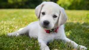 An eight week old yellow Labrador Retriever puppy outdoors lying in the grass, wearing collar