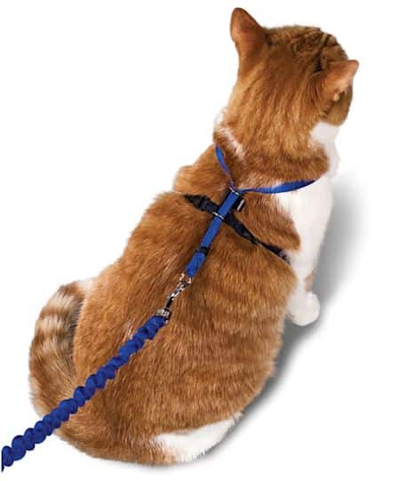 ginger cat wearing a harness with blue leash