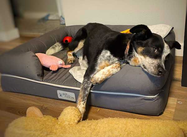 Dog lounges on PetFusion dog bed