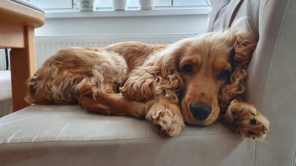 Dog on chair, prepared for resting and sleeping