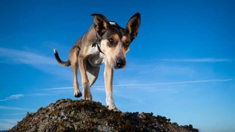 Confident dog stands atop a hill, looking at camera