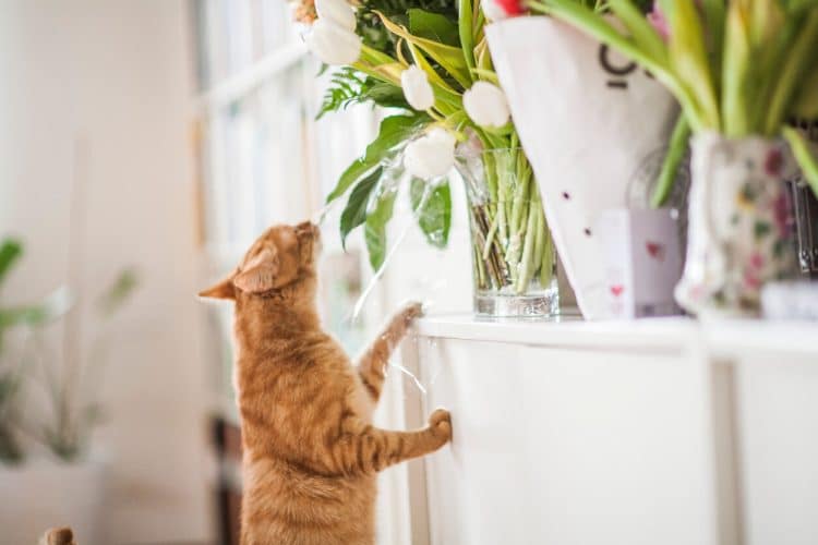 Cat stands on hind legs to sniff plant