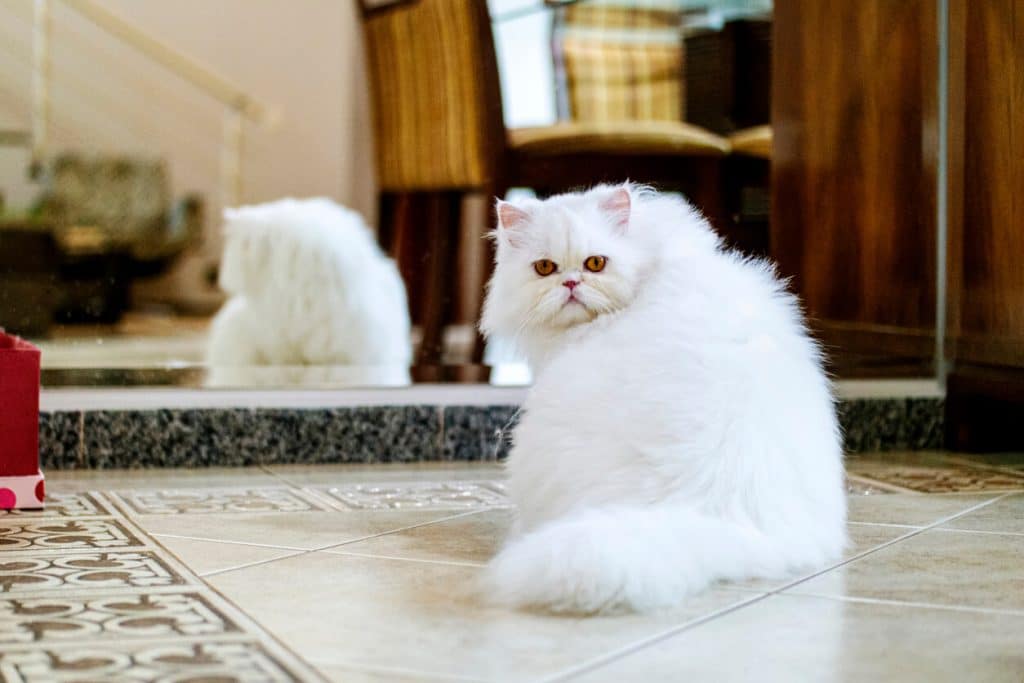 White Persian cat with red eyes sitting on floor