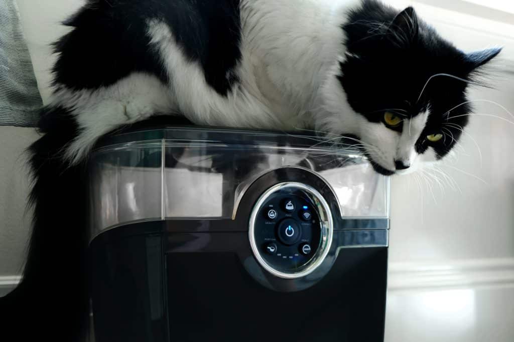 Tuxedo cat sits on the Whisker Feeder-Robot