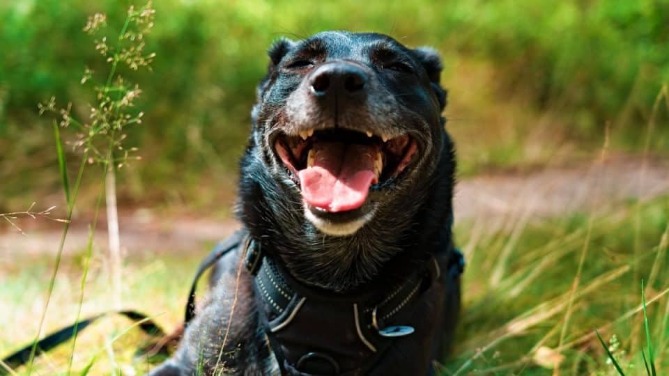 A portrait of a cute black happy Patterdale Terrier dog smiling sitting in a park