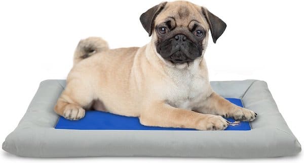Dog sitting on ArfPets cooling mat