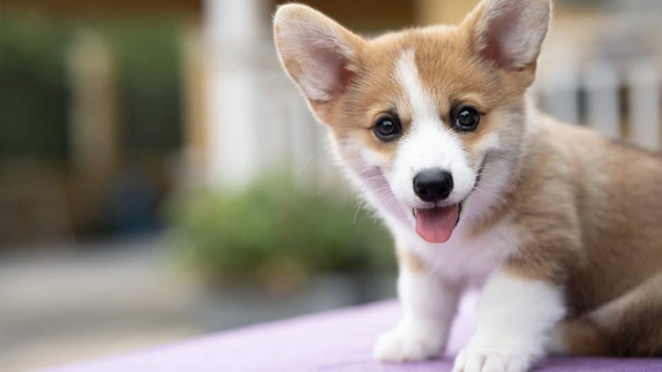 Puppy corgi dog sitting on the table in summer sunny day outdoor