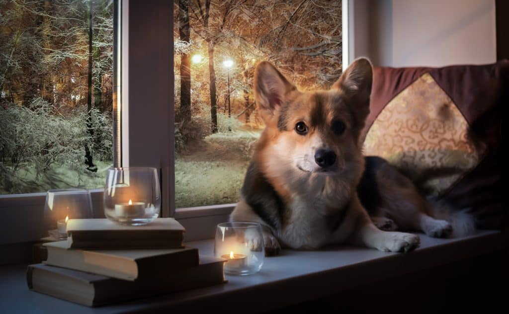 Un perro corgi tumbado en el alféizar de la ventana junto a dos libros y pequeñas velas con una escena otoñal de fondo