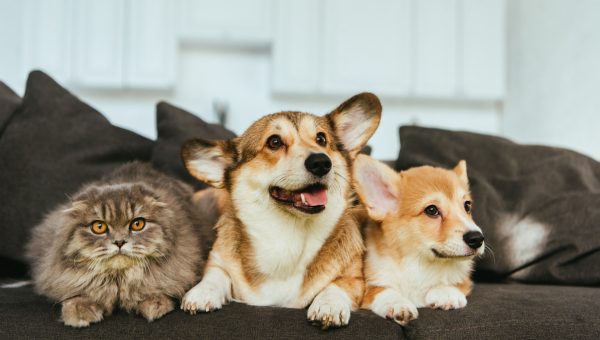 two Corgis and a cat on a couch