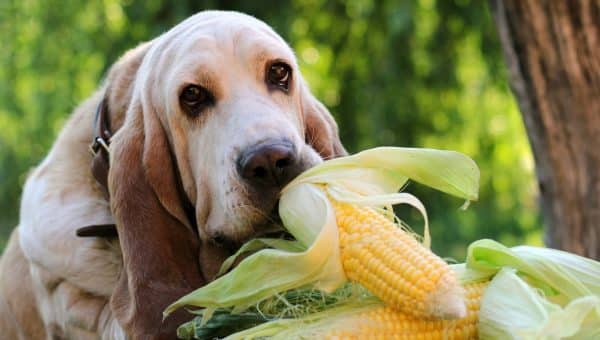 Basset Hound sniffing pile of shucked corn