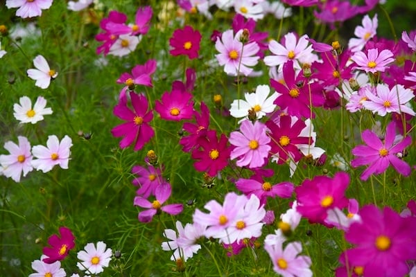 Field of purple cosmos flowers