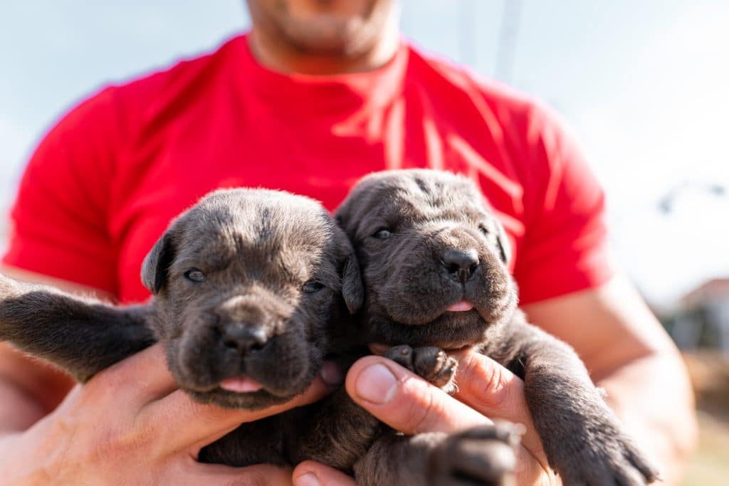 A pair of hands holding two Cane Corso puppies.