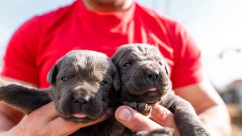 A pair of hands holding two Cane Corso puppies.