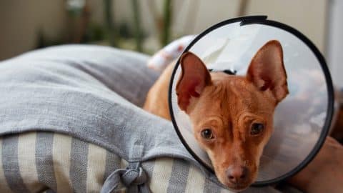 Chihuahua mix with a cone around their head as they lay on a pillow post-spay recovery