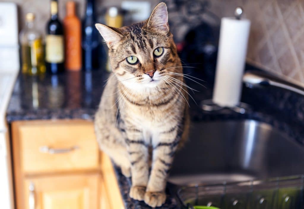 Junge Katze in der Küche