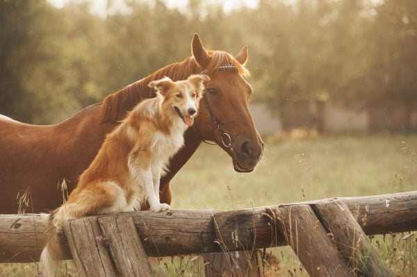 Dog and horse sitting together outside