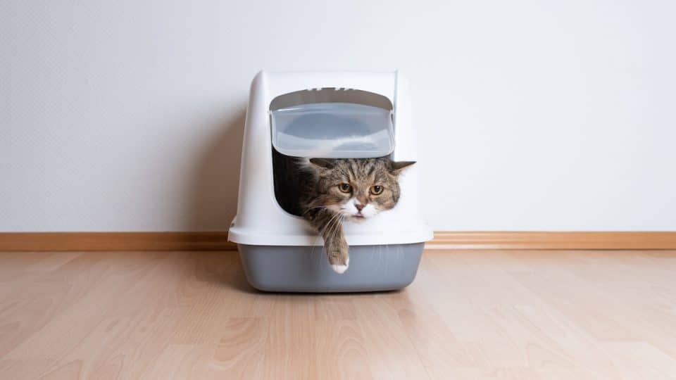frontal view of a tabby shorthair cat leaving hooded cat litter box