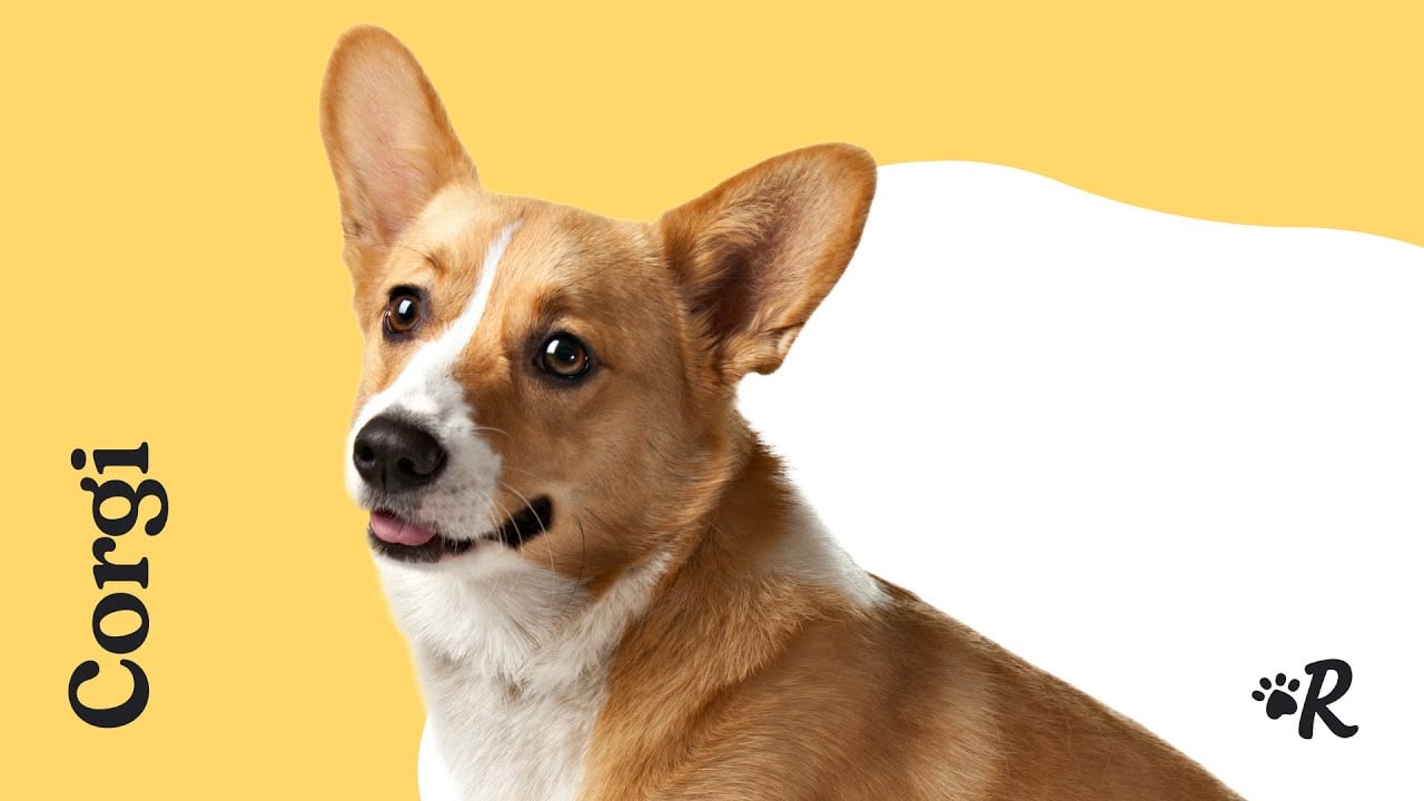 Labs are still America's favorite dog, but corgis have wiggled