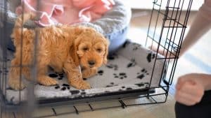 Cockapoo or Spoodle puppy crate training