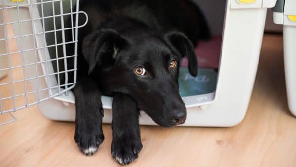 Young black dog looking out of open crate door, paws resting on floor