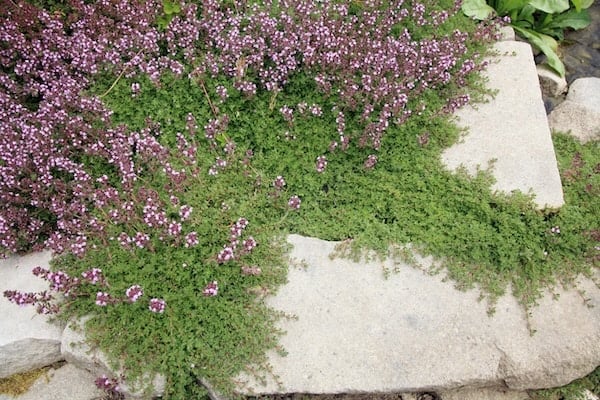 Creeping thyme plant on rocks