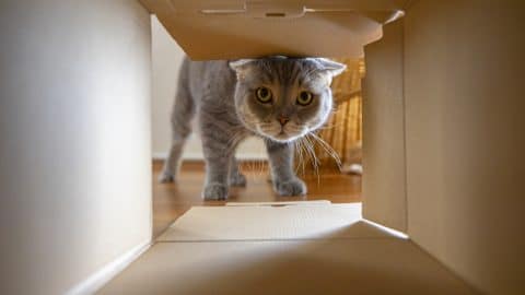 Curious cat is looking at what's inside the cardboard box. British short hair cat.