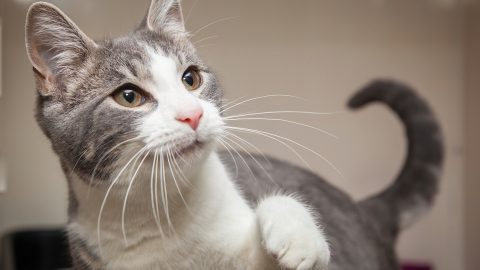 A beautiful, mischievous, intelligent cat looking at the camera.