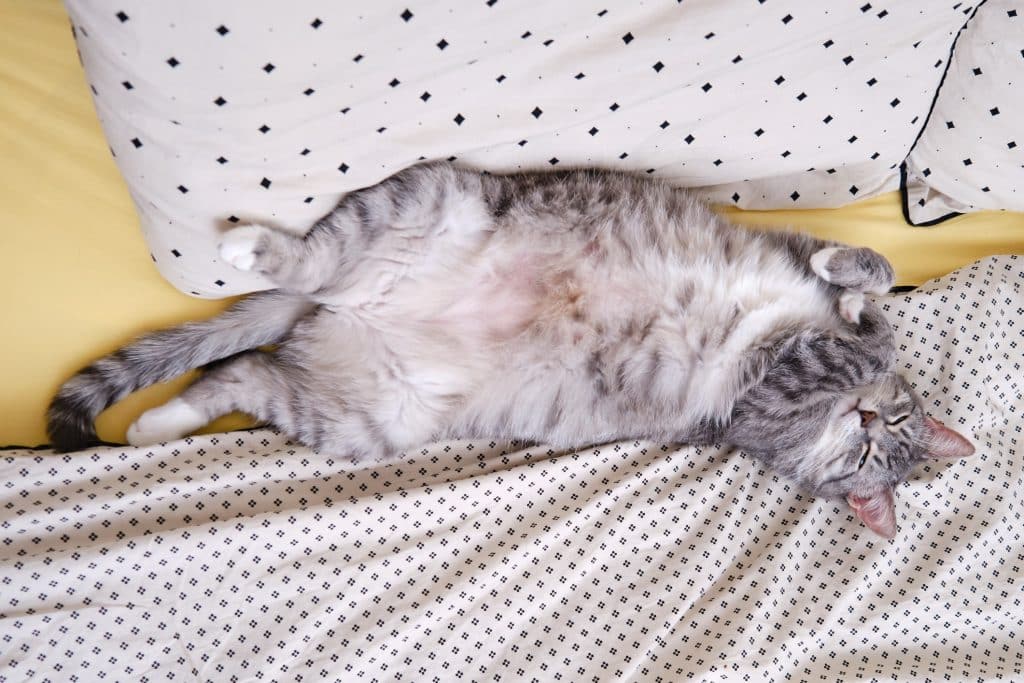 Male cat showing their belly