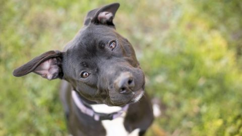 A cute Pitbull tilting their head