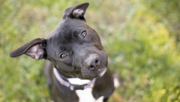 A cute Pitbull tilting their head
