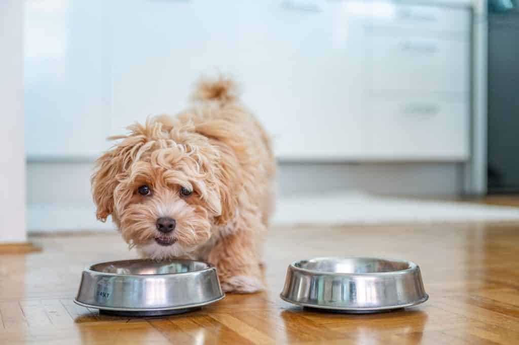 Little cute maltipoo puppy with their food and water bowls